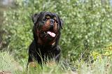 ROTTWEILER 204